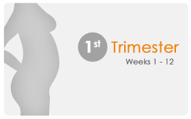 First Trimesters