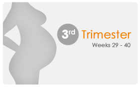 Third Trimester